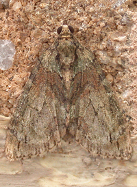 Transfigured Hydriomena
